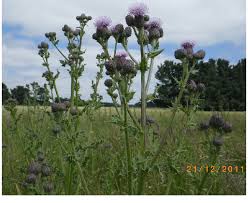 Attēlu rezultāti vaicājumam “Cirsium arvense”