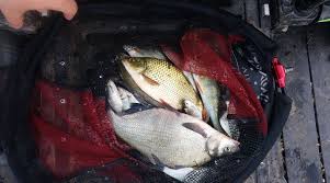 Image result for Reigate & District Angling Association