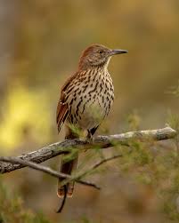 Image result for Toxostoma rufum