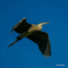 Image result for heron