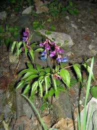 Attēlu rezultāti vaicājumam “Lathyrus vernus bud”