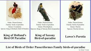 Attēlu rezultāti vaicājumam “Passeriformes”