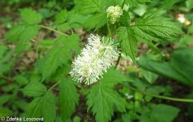 Attēlu rezultāti vaicājumam “Actaea spicata leaf”