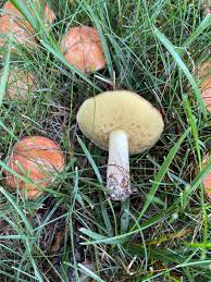 Attēlu rezultāti vaicājumam “Suillus granulatus”