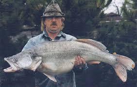 Image result for Sander lucioperca