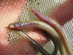 Attēlu rezultāti vaicājumam “Lampetra planeri”