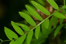 Attēlu rezultāti vaicājumam “Vicia sepium leaf”