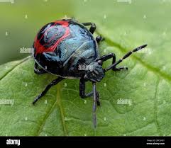 Attēlu rezultāti vaicājumam “Zicrona caerulea nymph”