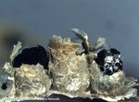 Attēlu rezultāti vaicājumam “Physarum conglomeratum”