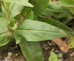Attēlu rezultāti vaicājumam “Silene chalcedonica fruit”