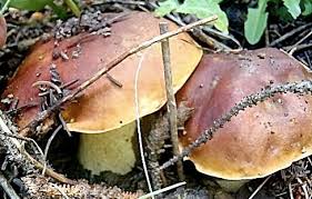 Attēlu rezultāti vaicājumam “Boletus edulis”