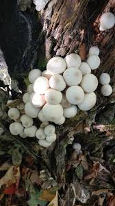Attēlu rezultāti vaicājumam “Lycoperdon pyriforme sessile”