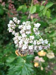 Attēlu rezultāti vaicājumam “Valeriana officinalis flower”