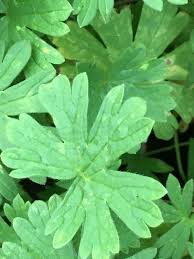 Attēlu rezultāti vaicājumam “Geranium pusillum leaf”