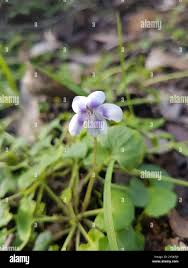 Attēlu rezultāti vaicājumam “Viola epipsila leaf”