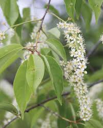 Attēlu rezultāti vaicājumam “Prunus serotina flower”
