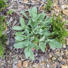 Image result for Silene vulgaris