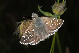 Attēlu rezultāti vaicājumam “Pyrgus alveus”