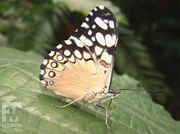 Attēlu rezultāti vaicājumam “Cribraria martinii stalked”