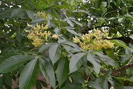 Attēlu rezultāti vaicājumam “Aesculus flava”