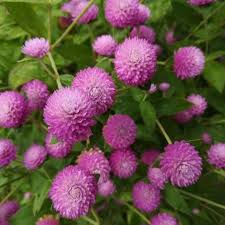 Image result for Kugelamarant