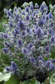 Attēlu rezultāti vaicājumam “Eryngium planum”
