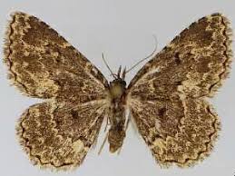 Attēlu rezultāti vaicājumam “Parascotia fuliginaria”