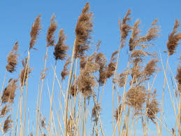 Attēlu rezultāti vaicājumam “Phragmites communis flower”