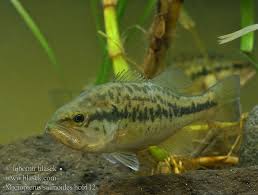 Image result for Micropterus salmoides