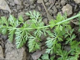 Attēlu rezultāti vaicājumam “Carum carvi leaf”