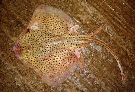 Image result for Raja montagui