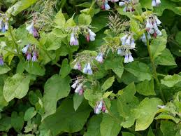 Attēlu rezultāti vaicājumam “Symphytum asperum leaf”