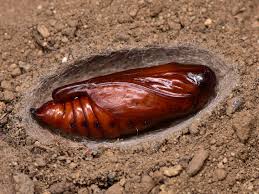 Attēlu rezultāti vaicājumam “Cucullia verbasci larva”