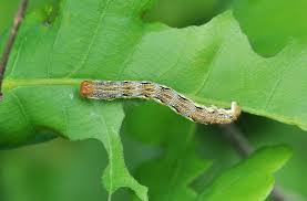 Attēlu rezultāti vaicājumam “Erannis defoliaria larva”