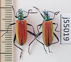 Attēlu rezultāti vaicājumam “Oedemeridae”