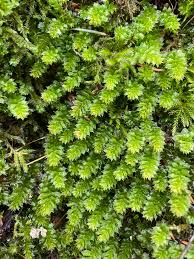 Attēlu rezultāti vaicājumam “Plagiomnium”