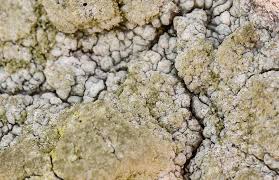 Attēlu rezultāti vaicājumam “Pertusaria coccodes”