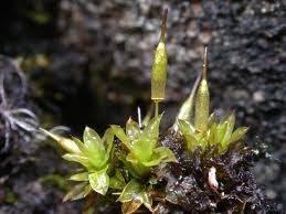 Attēlu rezultāti vaicājumam “Encalypta streptocarpa sporophyte”