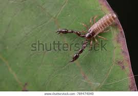 Attēlu rezultāti vaicājumam “Chelifer cancroides”