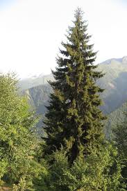 Attēlu rezultāti vaicājumam “Picea orientalis”