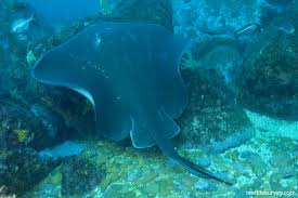 Image result for Bathytoshia brevicaudata