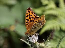 Attēlu rezultāti vaicājumam “Argynnis adippe”