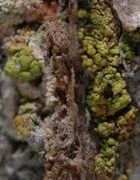 Attēlu rezultāti vaicājumam “Chaenotheca chrysocephala”