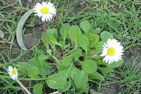 Attēlu rezultāti vaicājumam “Bellis perennis bud”