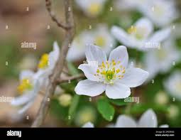 Attēlu rezultāti vaicājumam “Isopyrum thalictroides flower”