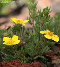 Attēlu rezultāti vaicājumam “Pentaphylloides fruticosa flower”