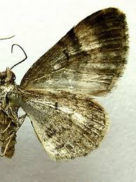 Attēlu rezultāti vaicājumam “Xanthorhoe biriviata”