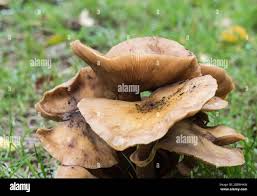 Attēlu rezultāti vaicājumam “Collybia sp.”