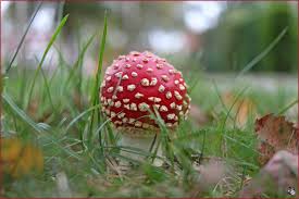 Image result for vliegenzwam