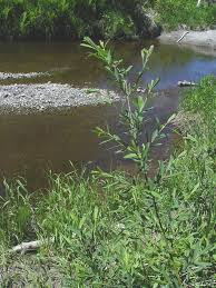 Attēlu rezultāti vaicājumam “Salix purpurea”